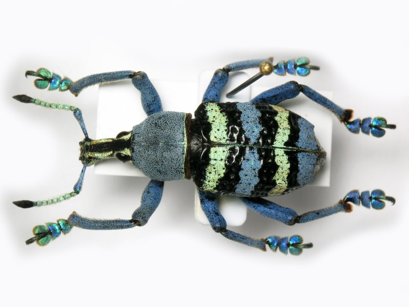 Eupholus magnificus Kirsch, 1877